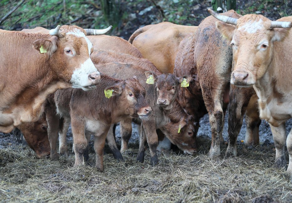 Fotografija: Blatne krave, ki se pasejo zunaj, niso nujno znak malomarnosti lastnika. FOTO: Dejan Javornik