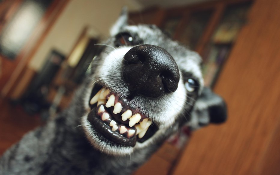 Fotografija: Gre za psa mešanca. Eeden od njiju je večji, s črno oziroma temnorjavo, daljšo dlako, drugi pa je nekoliko manjši, svetlo rjave dlake, so sporočili iz PU Nova Gorica. FOTO: Mg_54, Getty Images/Istockphoto