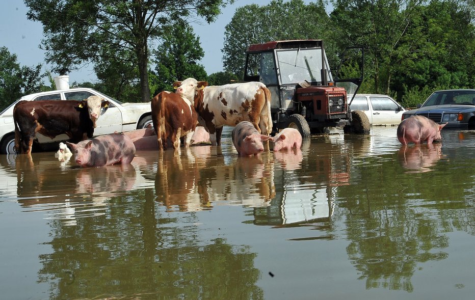 Fotografija: Če ne bo ustrezne pomoči, bodo kmetije propadle. FOTO: Arhiv Dela