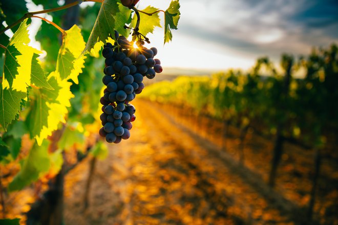 Če je grozdje pridelano na območju z več sonca, potem tudi proizvede več kvercetina. FOTO: Shutterstock