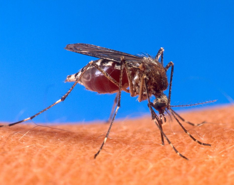 Fotografija: Tigrasti komar vrste Aeges aegypti je najpogostejši prenašalec vektorsko prenosljivih bolezni. FOTO: Wikimedia Commons