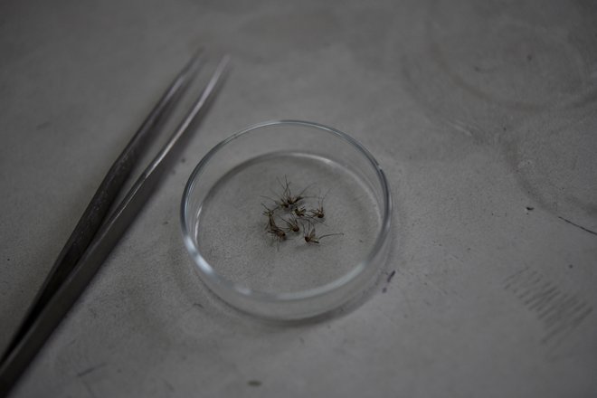 Vektor denge iz tigrastega komarja na proučevanju v laboratoriju univerze Jahangirnagar v Daki v Bangladešu FOTO: Fatima Tuj Johora/Reuters