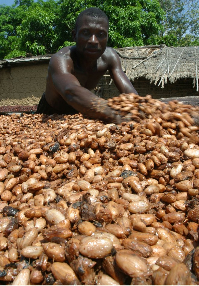 Sušenje kakavovih zrn na farmi v Slonokoščeni obali FOTO: Luc Gnago/Reuters