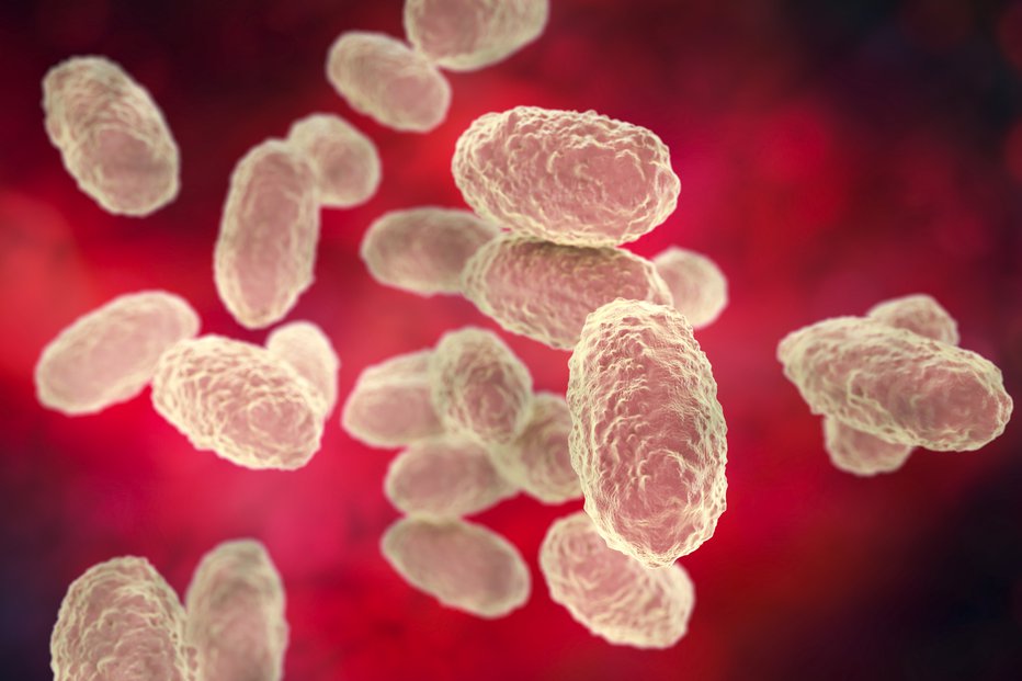 Fotografija: Bolezn povzroča bakterija Bordetella pertussis. FOTO: Dr_microbe Getty Images/istockphoto