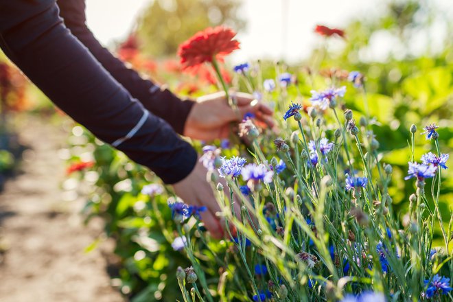 Cvetje z lastnega vrta bo še bolj posebno. FOTO: Maryviolet/Getty Images