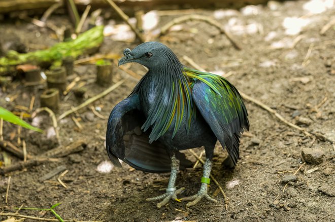 Njegov najbližji še živeči sorodnik je nikobarski golob. FOTO: Robert Thorley/Getty Images