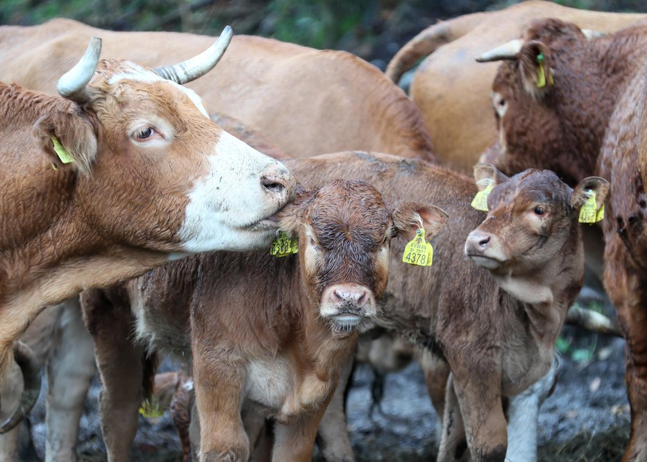 Fotografija: Blatne krave, ki se pasejo zunaj, niso nujno znak malomarnosti lastnika. Foto: Dejan Javornik