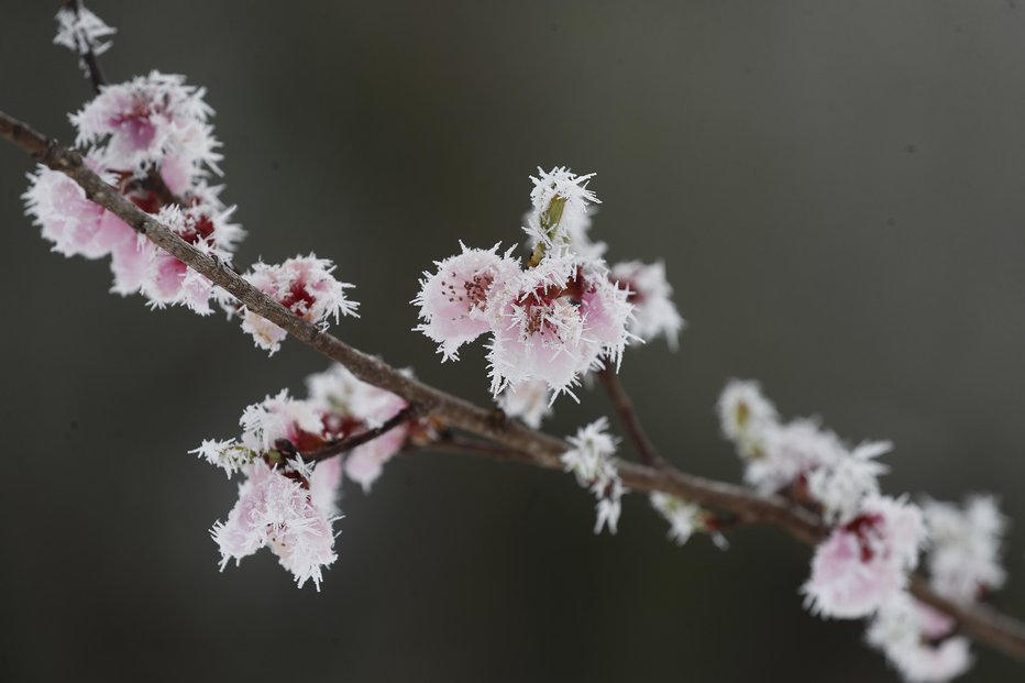 Fotografija: Če januarja ni snega, ga april da, pravijo. To pa ni dobro. Aprilskih zmrzali na sadnem drevju si res ne želimo! FOTO: Leon Vidic