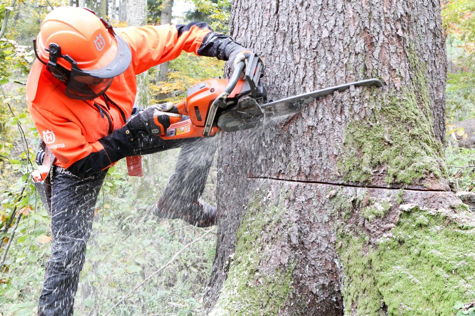 Fotografija: Robert Čuk, najboljši slovenski sekač, je v svoji karieri podrl že na desettisoče dreves. FOTO: Marko Feist