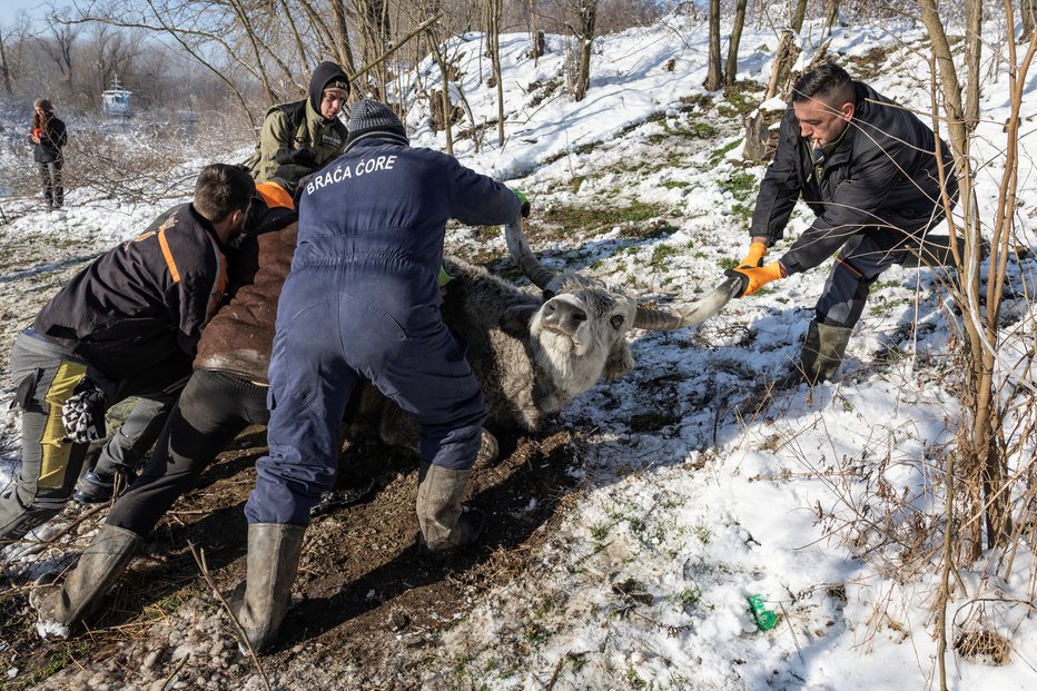 Fotografija: Nekaj živali je že poginilo. FOTOGRAFIJI: Marko Djurica, Reuters
