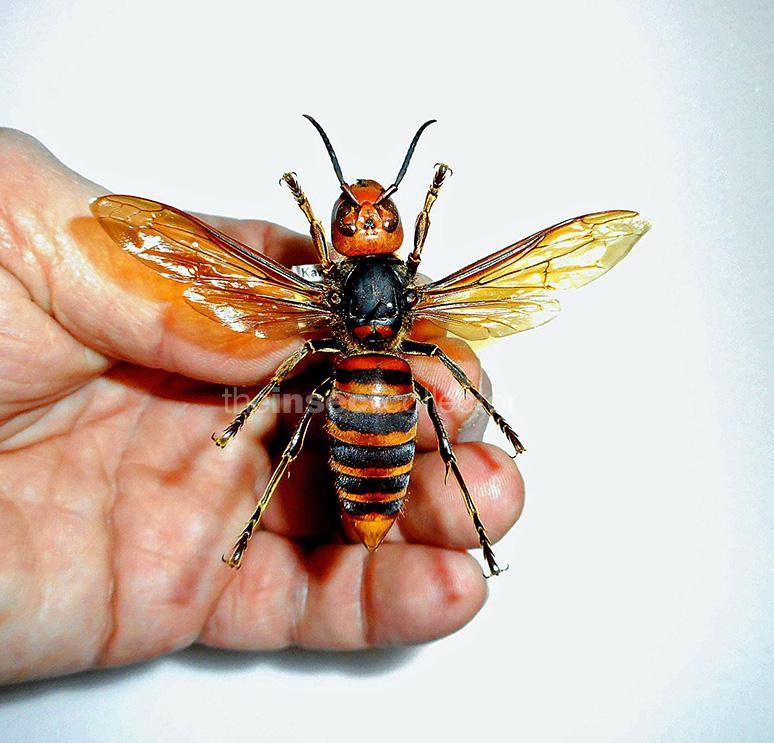 Fotografija: Orjaški azijski sršen je največja osa na svetu in je lahko zelo nevaren za populacije čebel zunaj Azije. FOTO: Gary Alper/wikipedia