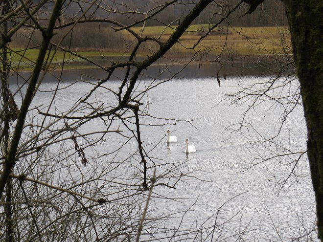 Na Radenskem polju sta našla začasno domovanje tudi dva laboda. FOTO: Bojan Rajšek