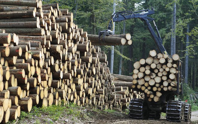 Posekan les ni izpostavljen napadu gliv in ga lahko mirno pustimo še nekaj časa v gozdu. FOTO: Leon Vidic