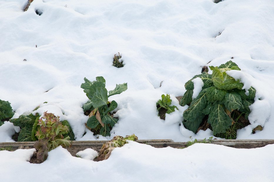 Fotografija: Nekatere zelenjadnice obožujejo sneg, kapusnice bodo denimo manj grenkega okusa, če bodo rastle na mrazu. FOTO: Víctor Suárez Naranjo/getty Images