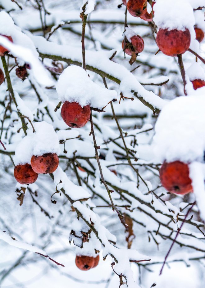 Če se odločimo sneg odstraniti, to storimo nežno. FOTO: Ja'crispy/Getty Images