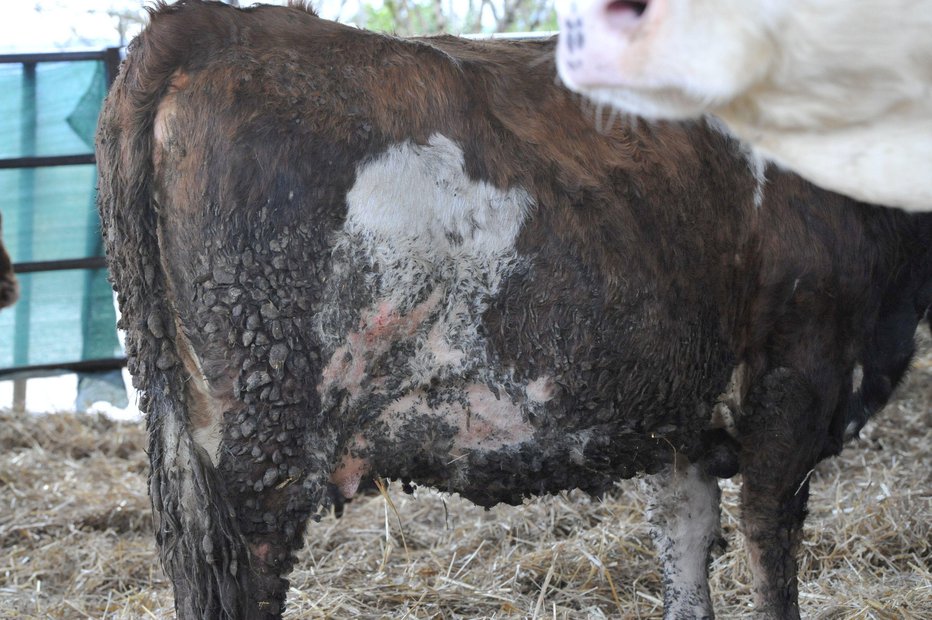 Fotografija: Krave niso v najboljšem stanju, šele veterinar bo povedal, kako je z njimi. FOTO: Drago Perko