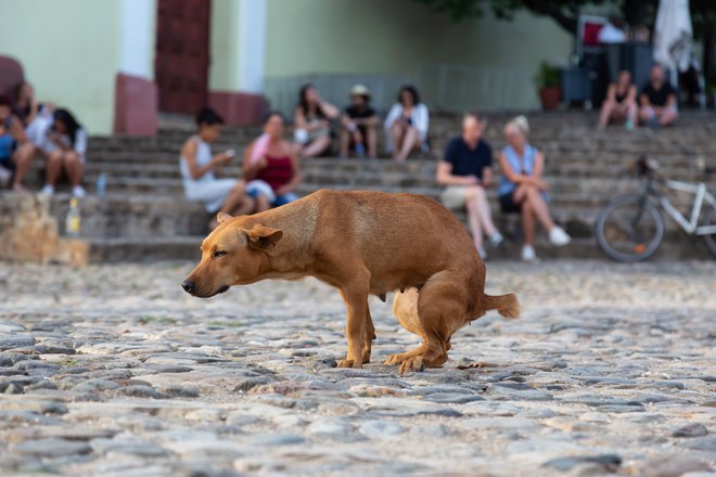 V bazo ne bodo zajeti potepuški psi, ki so med glavnimi krivci za nesnago. FOTO: Getty Images