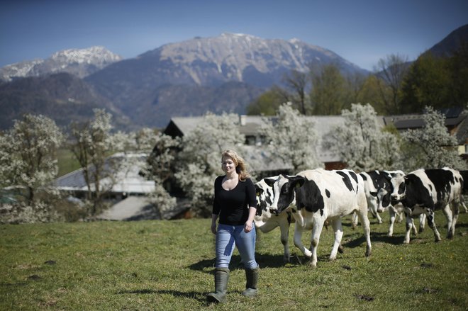 Družinske kmetije, kakršna je tudi radovljiška Kmetija Dolenc, kjer se ukvarjajo s predelavo domačega mleka in mlečnih izdelkov, so gonilo naše kmetijske dejavnosti. Odločilno prispevajo tudi k nezaraščanju naše edinstvene krajine. FOTO: Jure Eržen