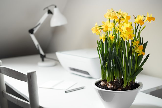 Narcise bodo v dom prinesle pomlad. FOTO: T Sableaux/Getty Images