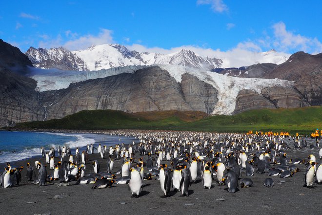 Na otočku Južna Georgija si boste plažo delili s pingvini in morskimi sloni. FOTO: Hugo Torres/Getty Images