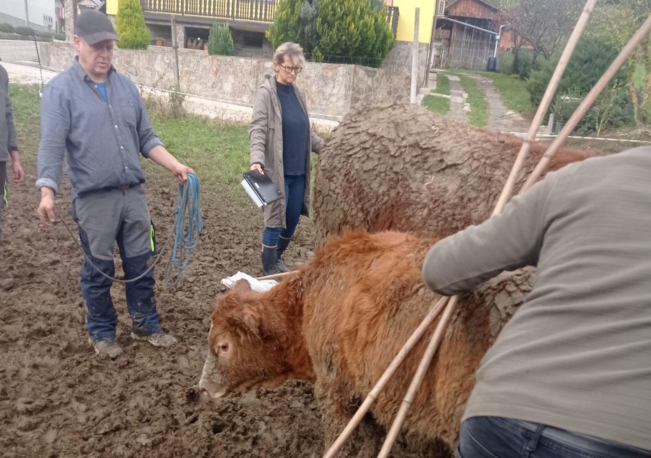 Fotografija: Slovenija je bila pred tedni priča aktivističnemu odvzemu krav. FOTO: osebni arhiv
