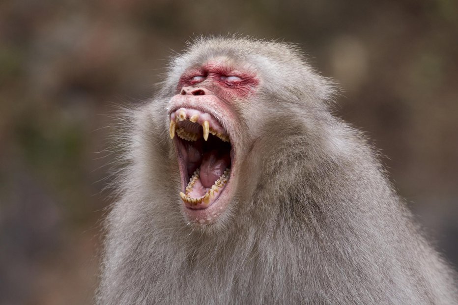 Fotografija: Opice japonski makaki so že napadle ljudi. FOTO: Billy_fam Getty Images/istockphoto