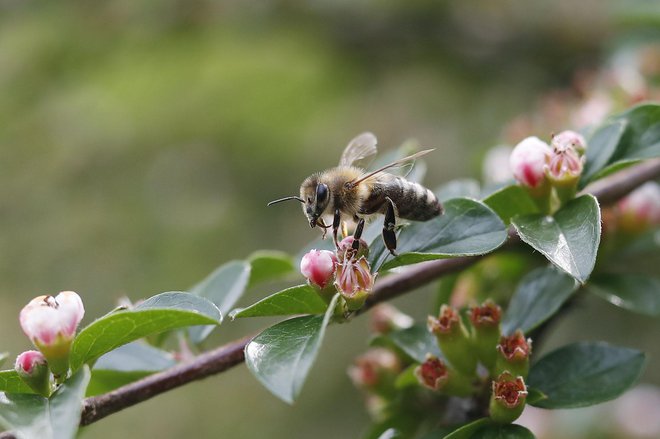 Čebele morajo obleteti več milijonov cvetov, da čebelar dobi en kilogram medu. FOTO: Leon Vidic