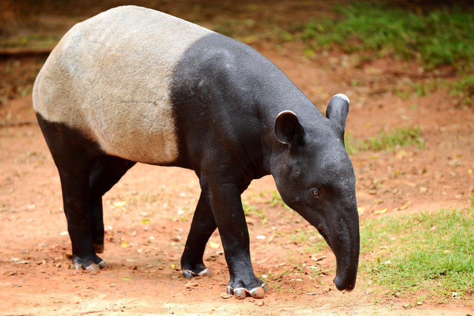 Fotografija: Največji je črno-beli malezijski tapir, ki tehta do 363 kilogramov. FOTO: Dangdumrong/Getty Images