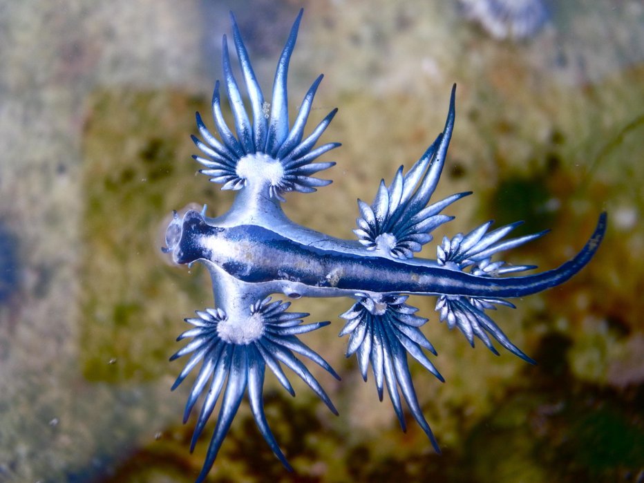 Fotografija: Modri zmaj ali Glaucus Atlanticus. FOTO: S.rohrlach Getty Images/istockphoto