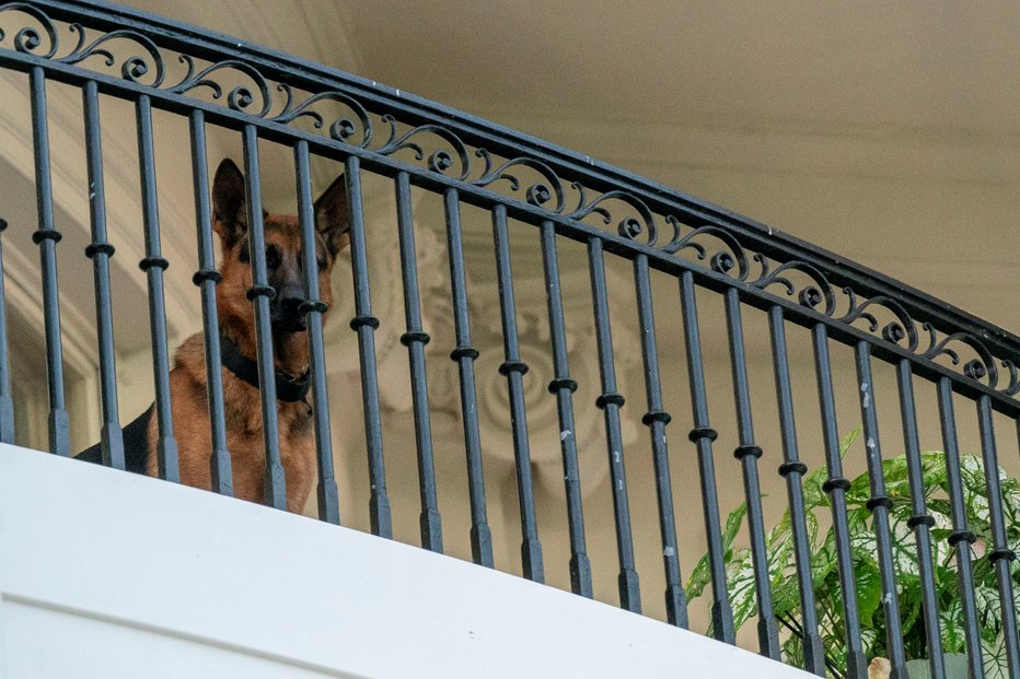 Fotografija: Pes Commander je po številnih ugrizih moral zapustiti Belo hišo.  FOTO: REUTERS/Ken Cedeno 