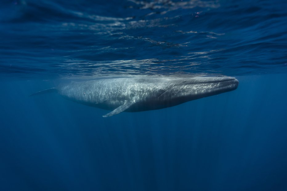 Fotografija: Sinji kit FOTO: Shutterstock