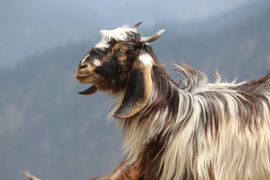 Fotografija: iz dlake himalajskih koz pridobivajo kašmir. FOTO: Jayantibhai Movaliya Getty Images/istockphoto
