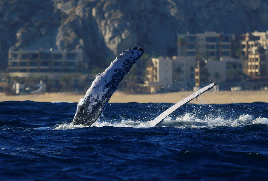 Fotografija: Kiti se prihajajo parit in razmnoževat v toplejša morja. FOTO: Carlos Perez Gallardo/Reuters