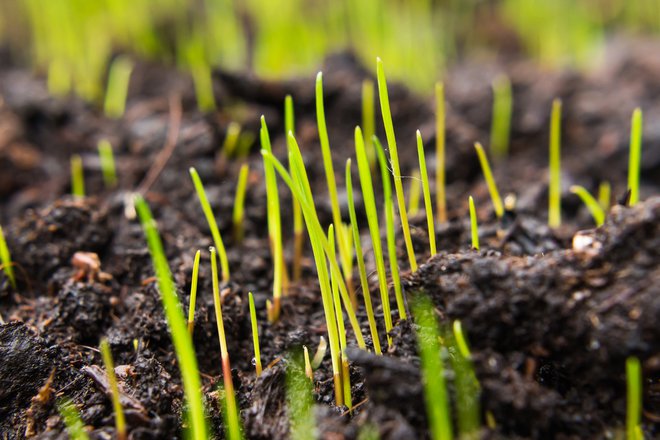 V prihodnjih tednih se je pametno lotiti sejanja trave. FOTO: Philmillster, Shutterstock