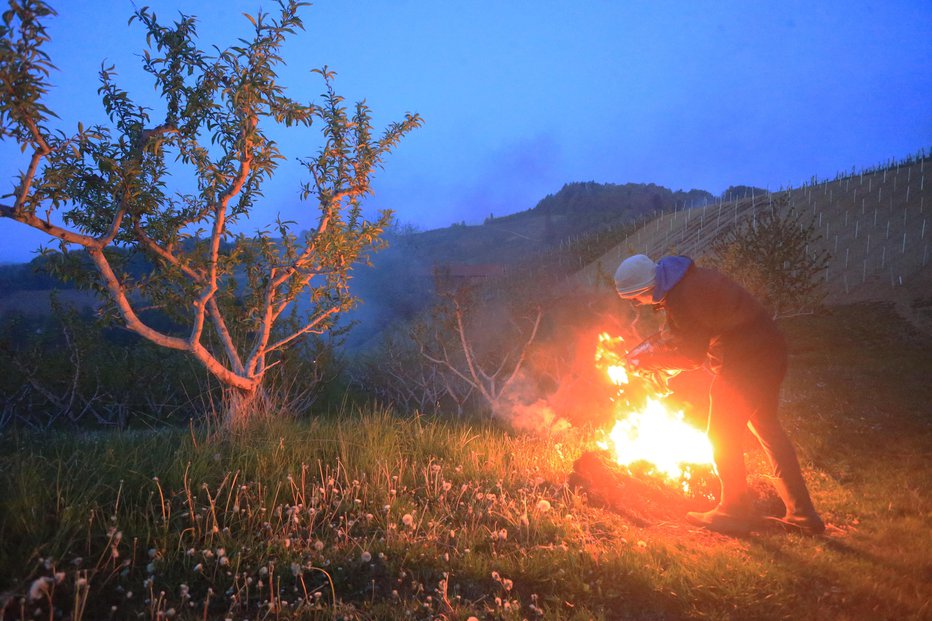 Fotografija: Marsikje bodo najbrž z dimom zaščitili in reševali sadovnjake. FOTO: Tadej Regent