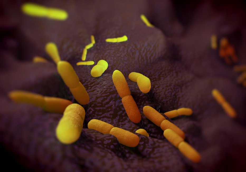 Fotografija: Kuga je bakterijska infekcijska bolezen, ki jo povzroča enterobakterija Yersinia pestis. FOTO: Royaltystockphoto Getty Images/istockphoto