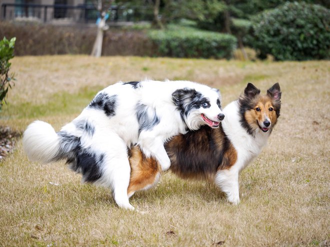 Kastriran pes ne bo naskakoval psic. FOTO: Yanjf/Getty Images