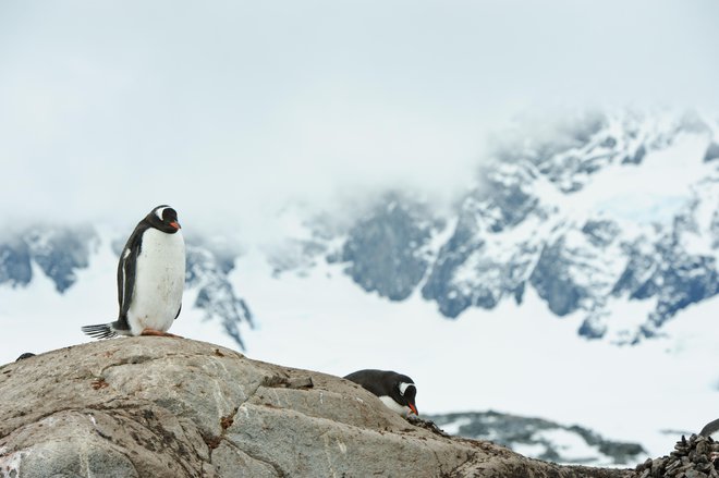 Pingvine bodo zaposleni pogosto srečevali. FOTO: Getty Images