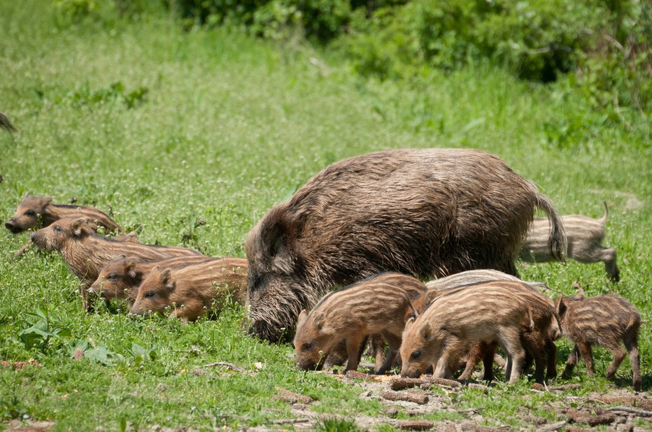 Fotografija: Divja svinja z mladiči. FOTO: Shutterstock