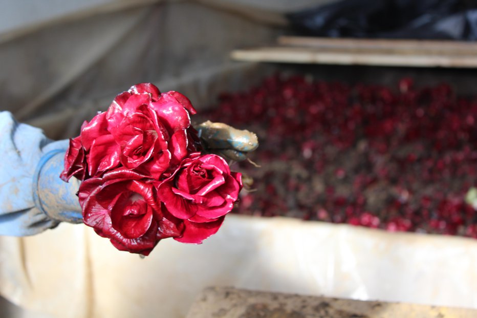 Fotografija: Ker je rozeta podobna vrtnici, ga ponekod uporabljajo tudi za izdelavo šopkov. FOTO: Blaž Močnik