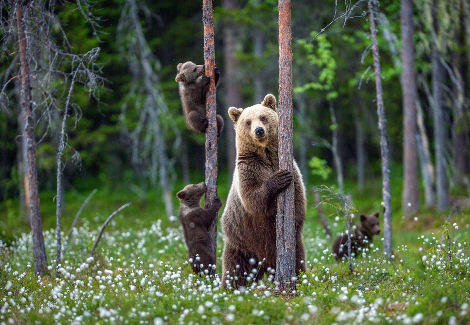 Fotografija: Če se želimo medvedu izogniti, moramo predvsem opozarjati nase, s čimer zmanjšamo možnost presenečenja. FOTO: Uso Getty Images/istockphoto