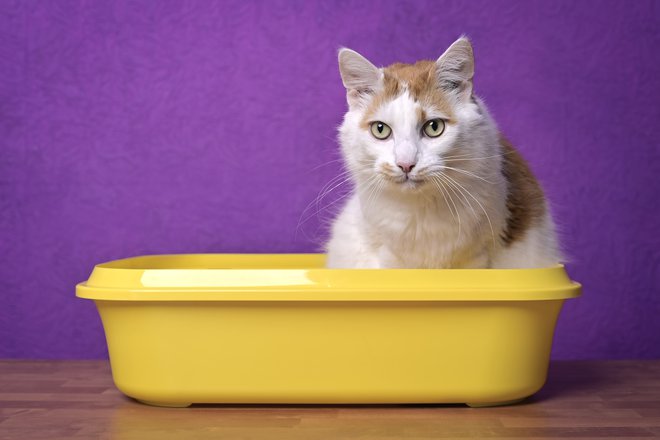 Mačke so na splošno čiste živali. FOTO: Lightspruch/Getty Images