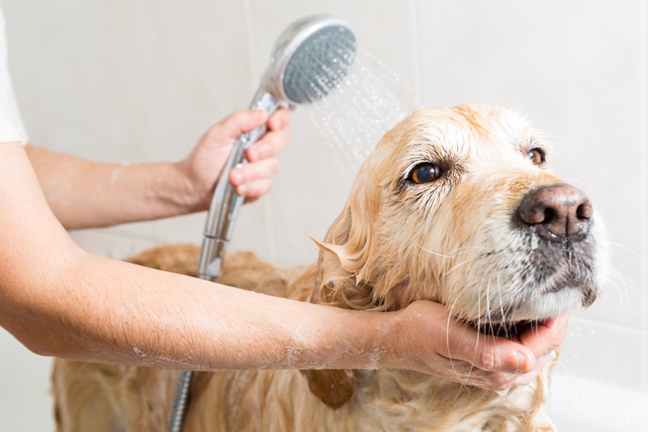 Fotografija: Tudi s kopanjem včasih pri psu ne odpravimo neprijetnega vonja. FOTO: 135pixels, Shutterstock