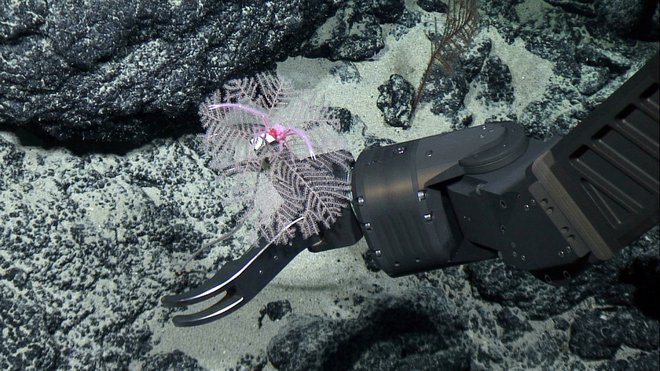 Nabiranje vzorcev kamnin po dnu oceanov FOTO: NOAA Office of Ocean Exploration/Reuters