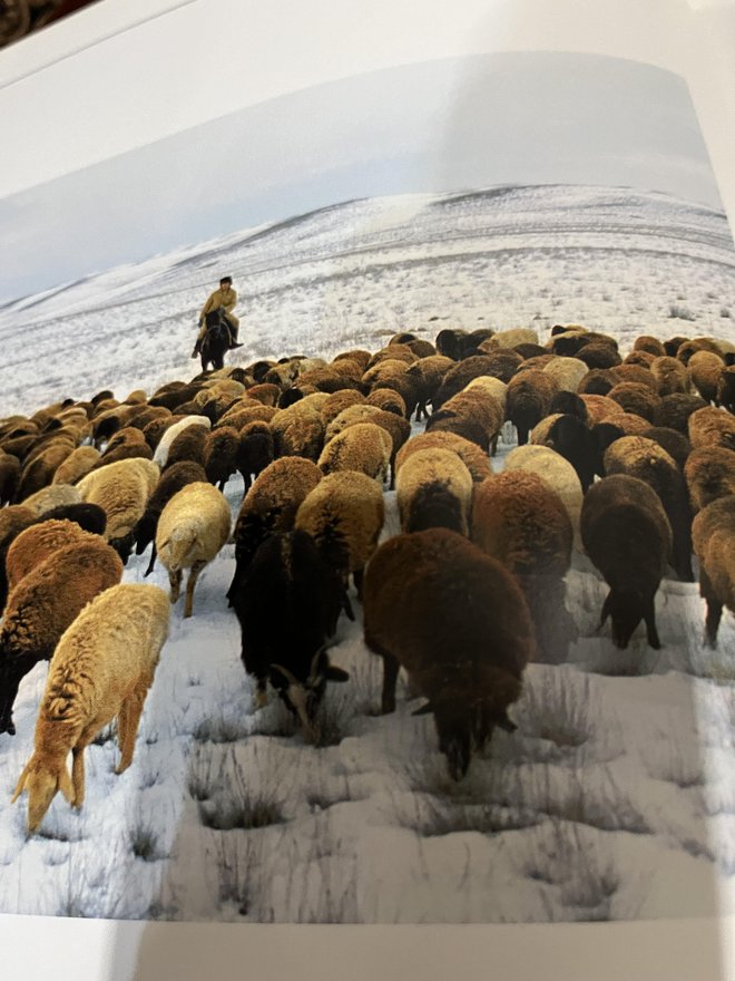 Ovce so navajene brskati za hrano tudi pod snegom. Foto: Albina Podbevšek