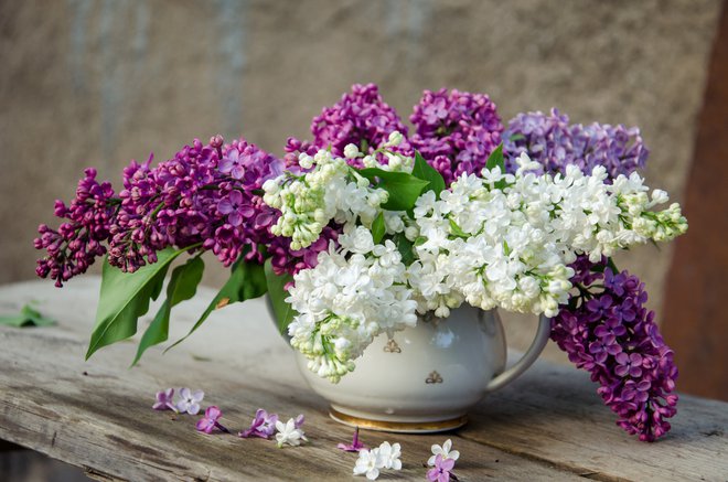 Cvet španskega bezga je izjemno dišeč, običajno vijoličnih odtenkov. FOTO: Getty Images