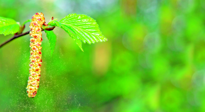 Najpogostejša je alergija na cvetni prah breze in sorodnih dreves ter trav. FOTO: Galsand Shutterstock