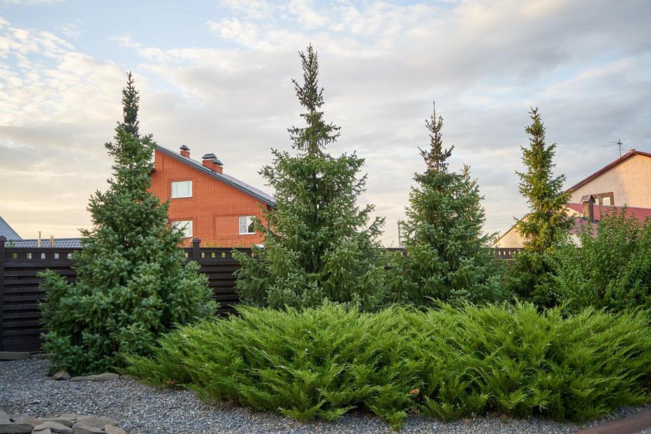 Fotografija: Spruce trees and thuja grow next to the fence against the background of the house FOTO: Dmitrii Pridannikov, Shutterstock