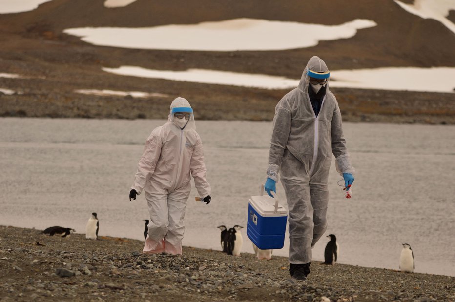Fotografija: Raziskovalca med zbiranjem vzorcem divjih živali, kjer se je pojavila bolezen. FOTO: Instituto Antartico Chileno Via Reuters