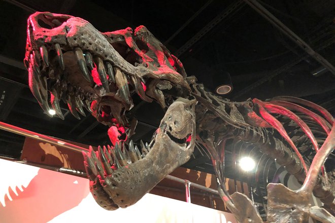 To bi bilo prvo množično izumrtje, odkar so izginili dinozavri pred približno 66 milijoni let. FOTO: Will Dunham Reuters